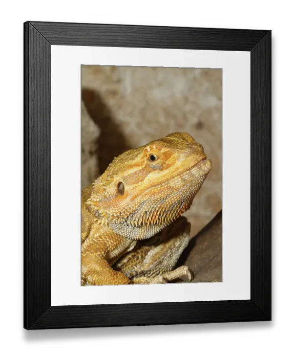 Framed Print : Detail of the head of agama in a terrarium