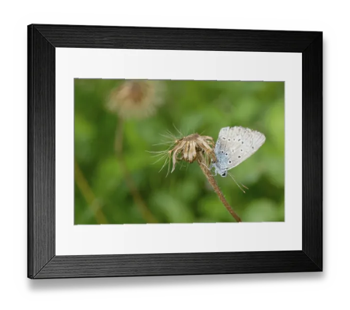 Framed Print : Nice dotted butterfly on a brown stem of flower Framed Print : Nice dotted butterfly on a brown stem of flower