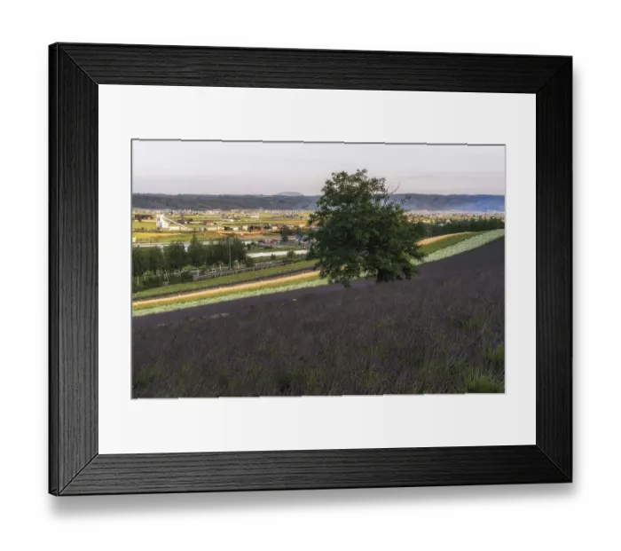 Framed Print : Filed of flowers stretching for miles under the sunset Framed Print : Filed of flowers stretching for miles under the sunset