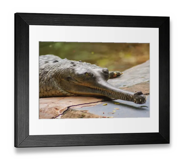 Framed Print : Male Gharial Crocodile crawling at Arignar Anna Zoological Park in Chennai