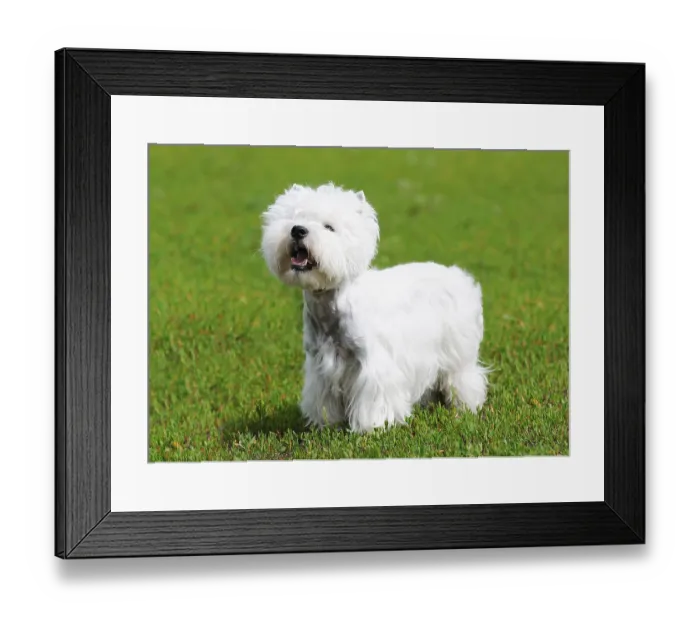Framed Print : West highland terrier dog standing on green grass