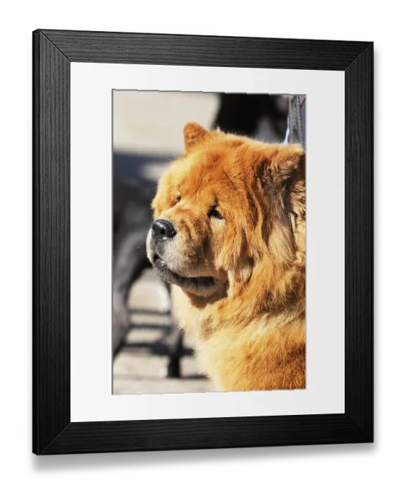 Framed Print : Chow-chow dog outdoor portrait over blurry background