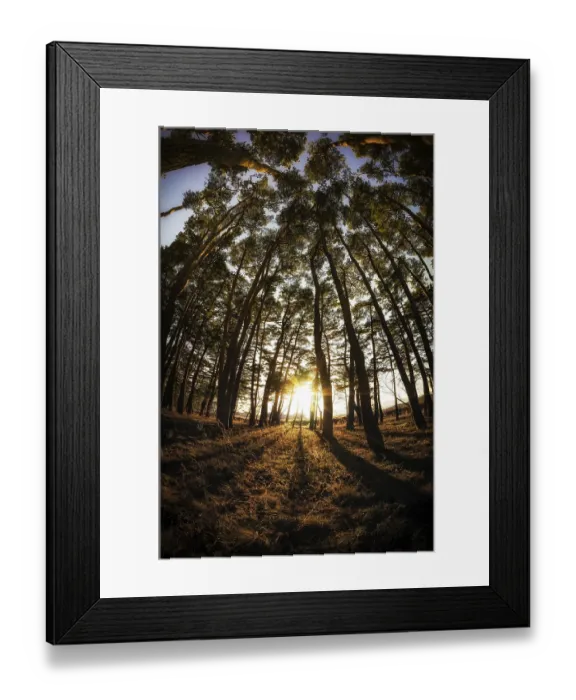 Framed Print : Gangneung pine tree forest taken during sunset