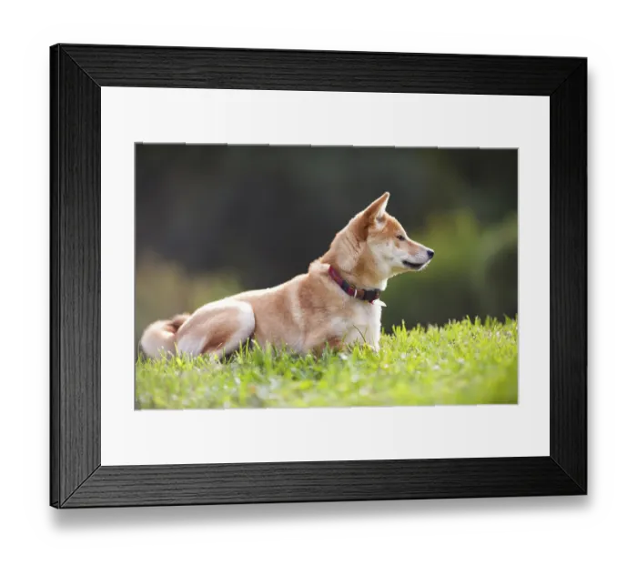Framed Print : A young shiba inu in green garden