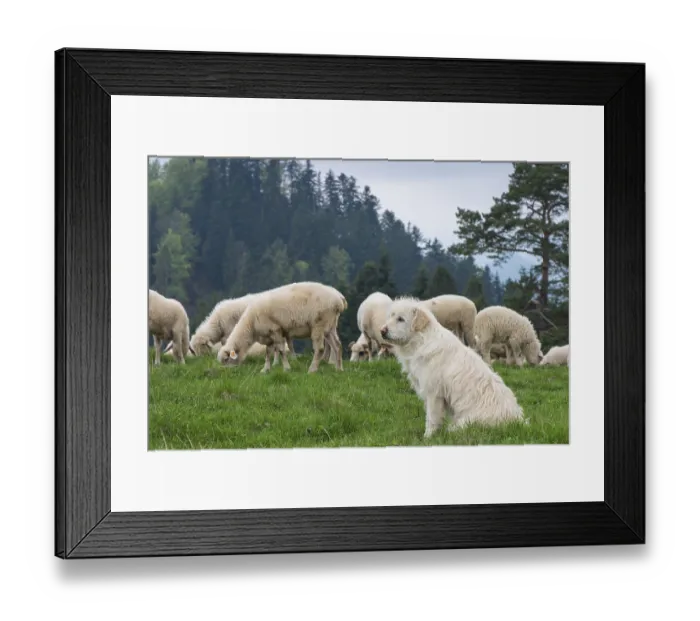 Framed Print : Traditional sheep grazing on hills in polish mountains