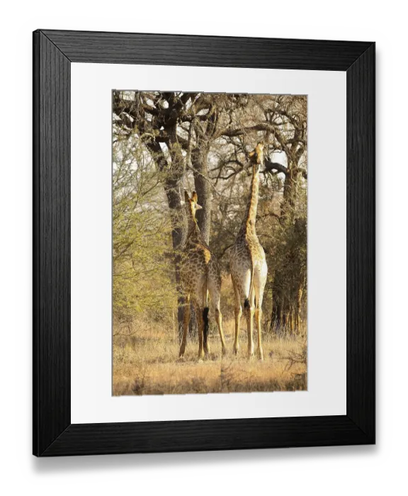 Framed Print : Close up view of African Giraffe browsing on a tree in a South African wildlife reserve