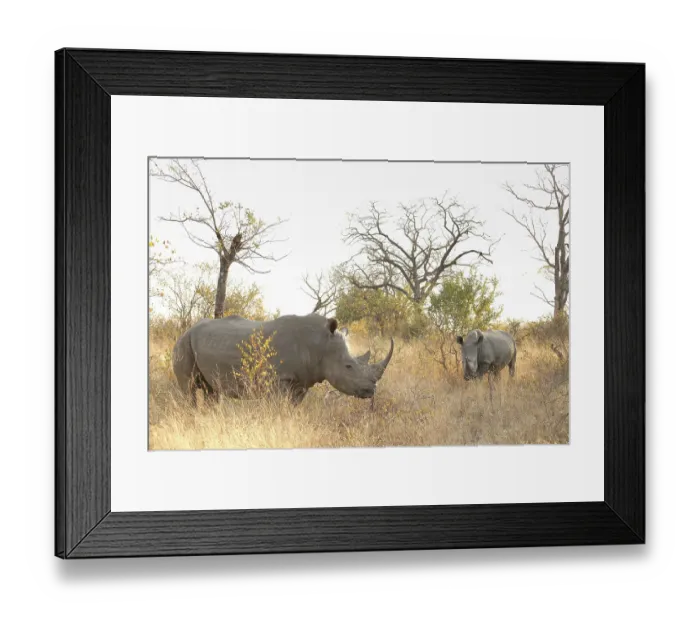 Framed Print : African White Rhino on safari in a South African Game Reserve