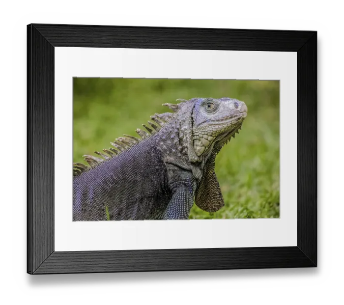 Framed Print : Close up of a Iguana, Harmless reptile