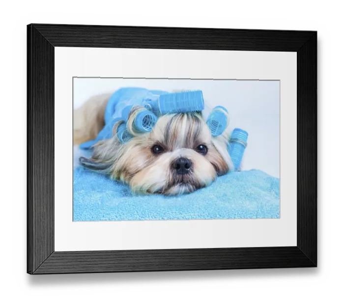 Framed Print : Shih tzu dog hair style with curlers and towels Framed Print : Shih tzu dog hair style with curlers and towels