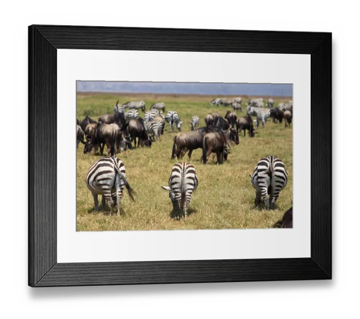 Framed Print : Herd of Zebras and Wildebeest feeding on grass Framed Print : Herd of Zebras and Wildebeest feeding on grass