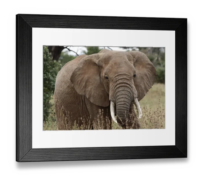 Framed Print : African Elephant (Loxodonta africana) Framed Print : African Elephant (Loxodonta africana)