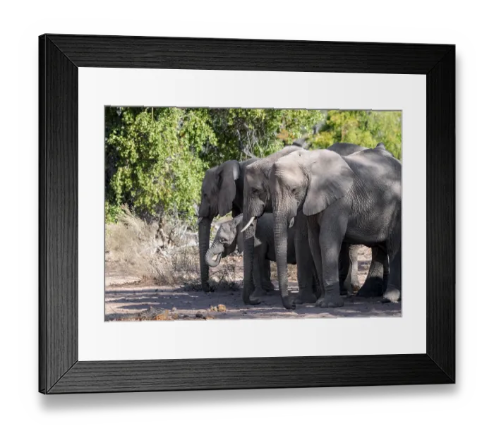 Framed Print : Herd of African elephants (Loxodonta africana)