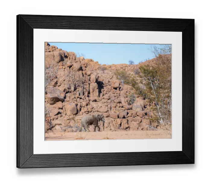 Framed Print : African elephant (Loxodonta africana)