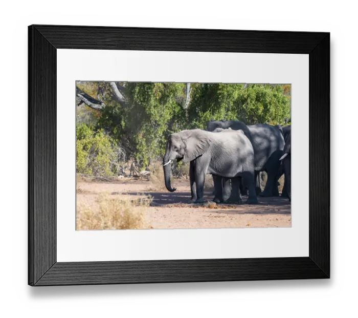Framed Print : Herd of African elephants (Loxodonta africana)