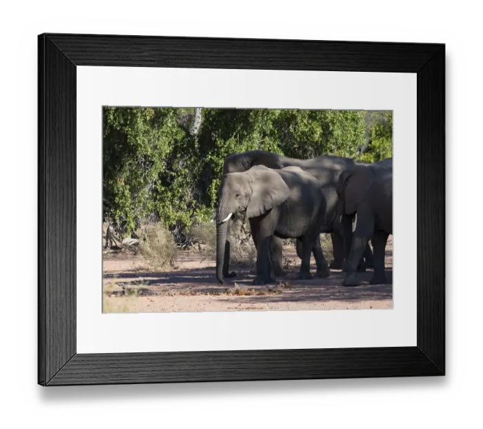 Framed Print : Herd of African elephants (Loxodonta africana)