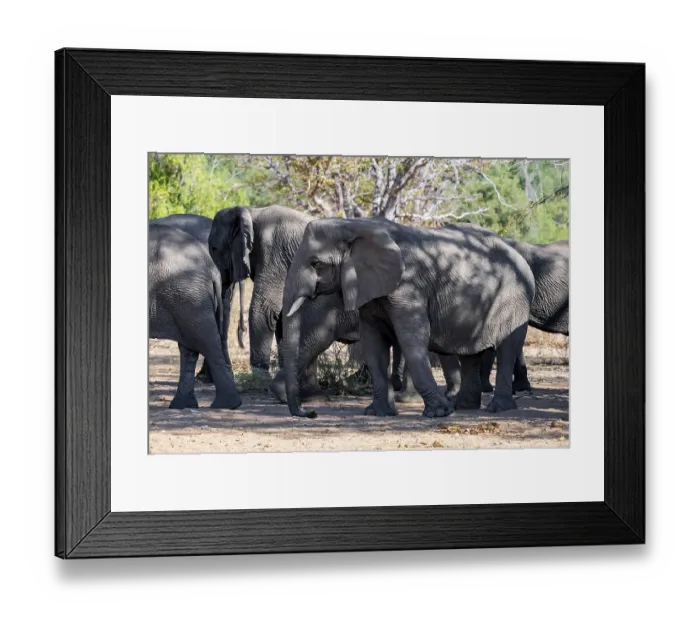 Framed Print : Herd of African elephants (Loxodonta africana) Framed Print : Herd of African elephants (Loxodonta africana)