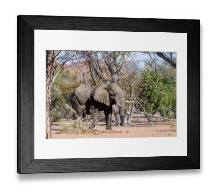 Framed Print : African elephant (Loxodonta africana)