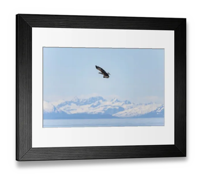 Framed Print : Bald eagles (Haliaeetus leucocephalus) flying on the beach at Anchor Point on Cook Inlet Framed Print : Bald eagles (Haliaeetus leucocephalus) flying on the beach at Anchor Point on Cook Inlet