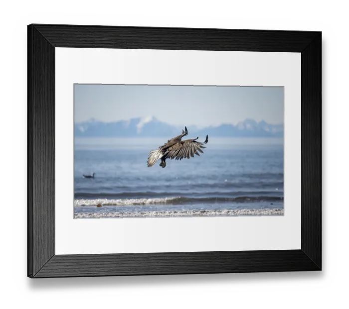 Framed Print : Bald eagle (Haliaeetus leucocephalus) in flight Framed Print : Bald eagle (Haliaeetus leucocephalus) in flight