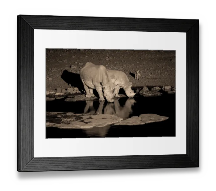 Framed Print : Night shot, black rhino (Diceros bicornis)
