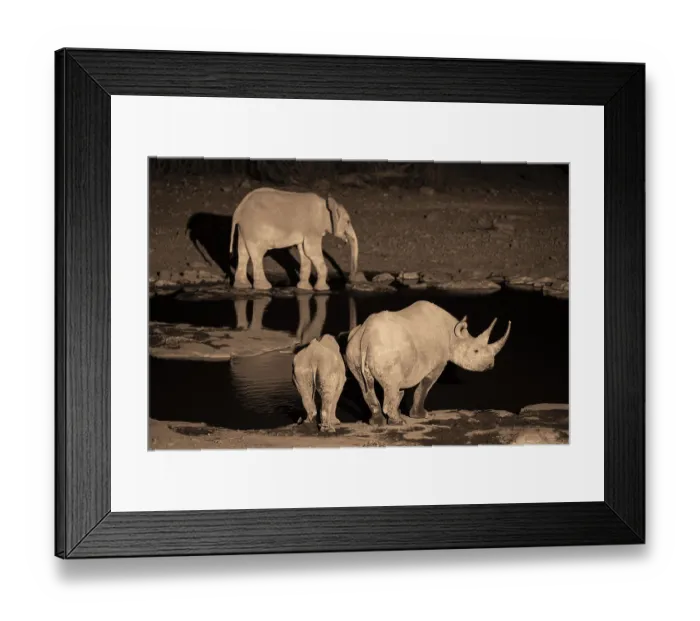 Framed Print : Night photograph, black rhino (Diceros bicornis) with young