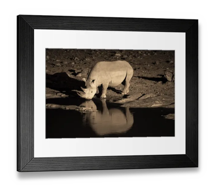 Framed Print : Night shot, black rhino (Diceros bicornis) Framed Print : Night shot, black rhino (Diceros bicornis)