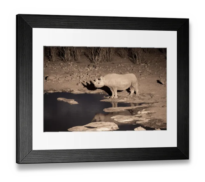Framed Print : Night shot, black rhino (Diceros bicornis)