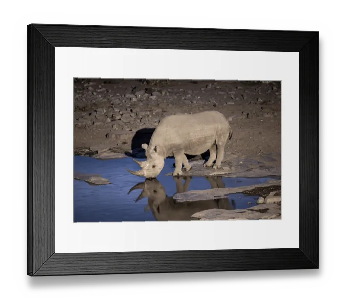 Framed Print : Night shot, black rhino (Diceros bicornis) Framed Print : Night shot, black rhino (Diceros bicornis)