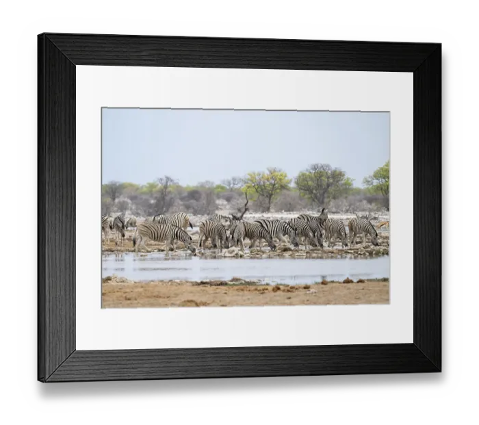 Framed Print : Herd of plains zebra (Equus quagga) at a waterhole