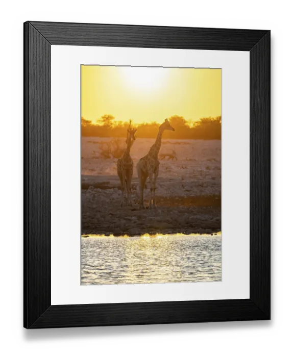 Framed Print : Angola giraffe (Giraffa giraffa angolensis) Framed Print : Angola giraffe (Giraffa giraffa angolensis)