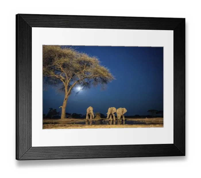 Framed Print : Waterhole at night, African elephants drinking