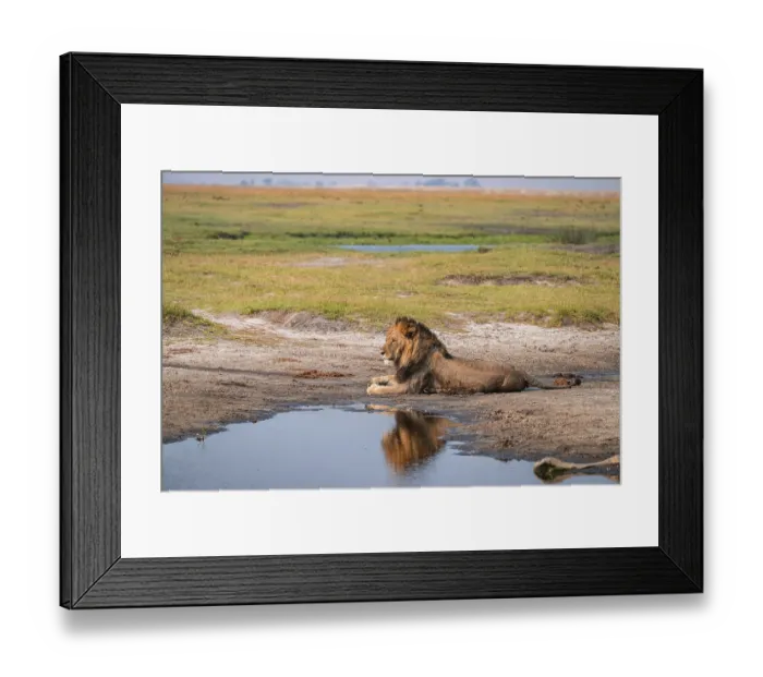 Framed Print : Maned lion, lion (Panthera leo) Framed Print : Maned lion, lion (Panthera leo)