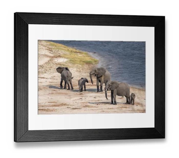 Framed Print : Herd of African elephants (Loxodonta africana) Framed Print : Herd of African elephants (Loxodonta africana)