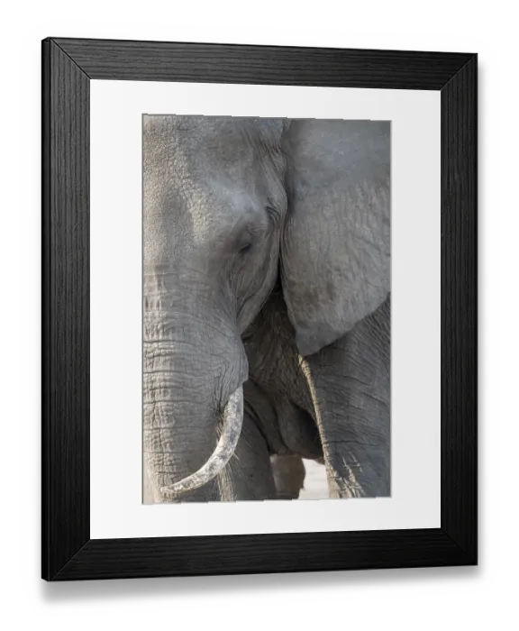 Framed Print : Animal portrait, African elephant (Loxodonta africana)