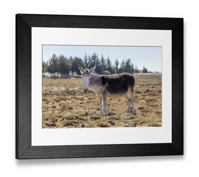 Framed Print : MAR, donkey Framed Print : MAR, donkey