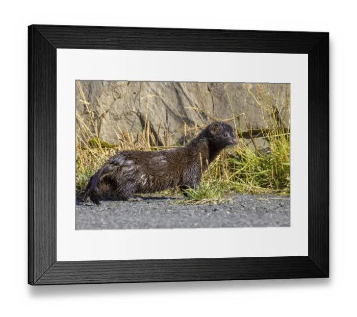 Framed Print : American mink, mink, neogal vision