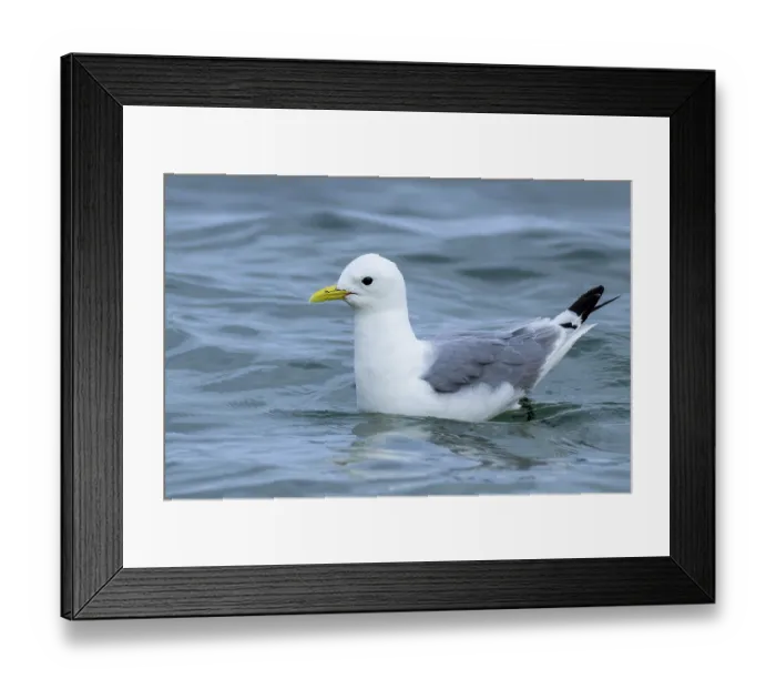 Framed Print : Black-legged Kittiwake, Rissa tridactyla Framed Print : Black-legged Kittiwake, Rissa tridactyla