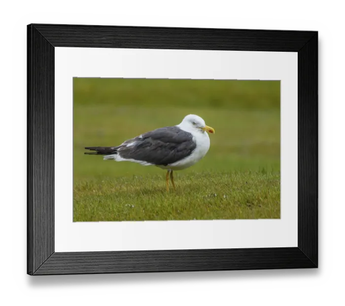 Framed Print : Herring gull, Larus fuscus Framed Print : Herring gull, Larus fuscus
