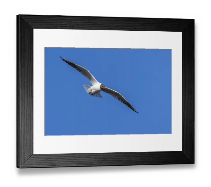 Framed Print : Black-headed gull, Chroicocephalus ridibundus