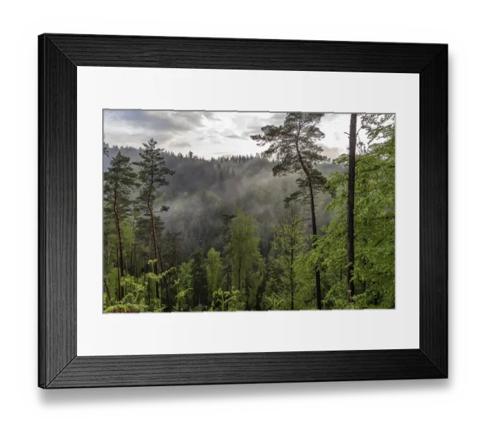 Framed Print : Fog in the forest of Bohemian Switzerland National Park near Hrensko