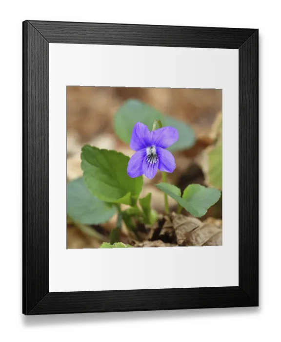 Framed Print : Grove violet (Viola riviniana)