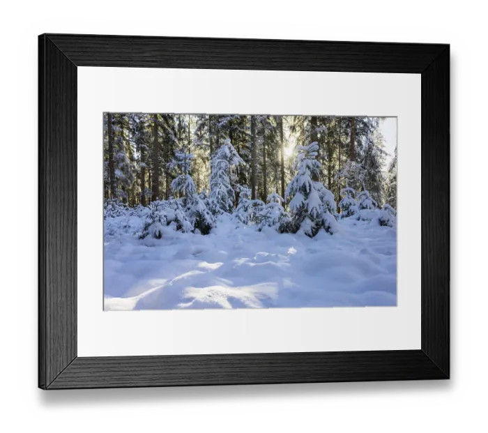 Framed Print : Snowy winter forest in morning sunlight Framed Print : Snowy winter forest in morning sunlight