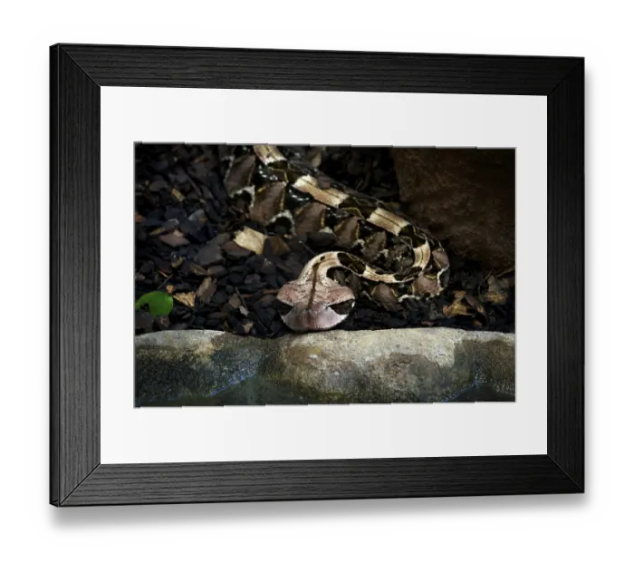 Framed Print : Eastern Gabon viper (Bitis gabonica)