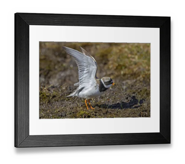 Framed Print : Common ringed plover (Charadrius hiaticula psammodromus) adult in breeding plumage stretching wings in spring