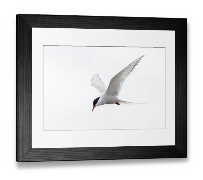 Framed Print : Arctic tern (Sterna paradisaea) in flight against white sky in summer