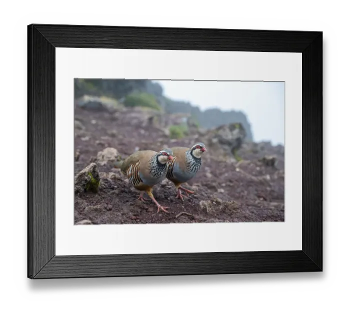 Framed Print : Red-legged partridge (Alectoris rufa)