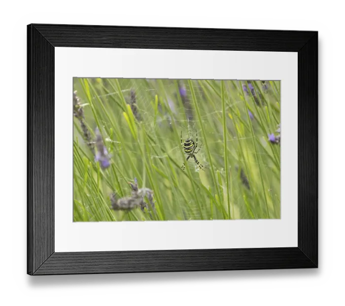 Framed Print : Wasp spider (Argiope bruennichi) adult in its web amongst lavender plants in the summer
