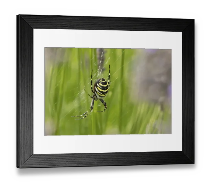 Framed Print : Wasp spider (Argiope bruennichi) adult in its web in the summer