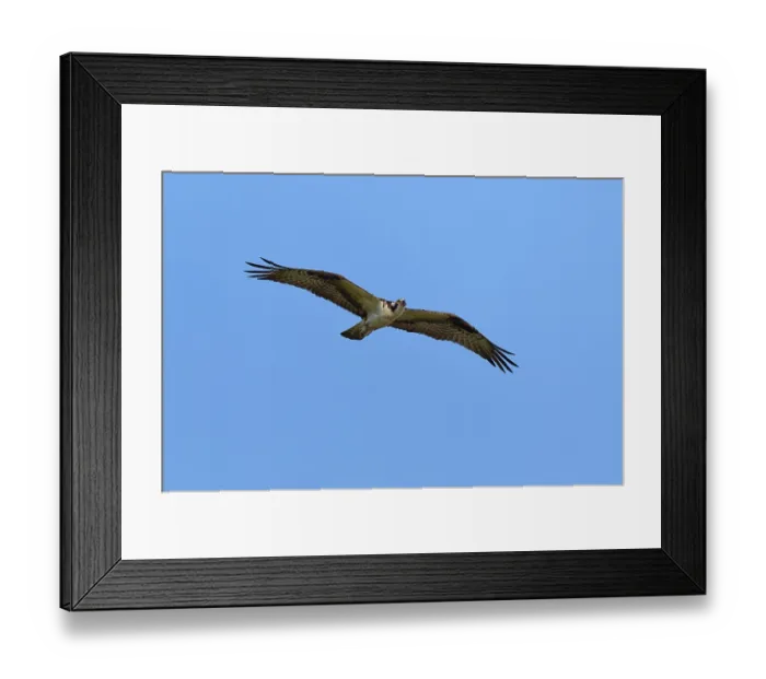 Framed Print : Osprey with outstretched wings gliding in the sky