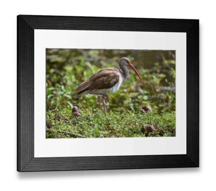 Framed Print : A bird stands on one leg in a lush green environment with a red beak